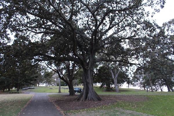 Mrs. Macquarie's Point - Royal Botanic Garden Sydney (24/10/2014)