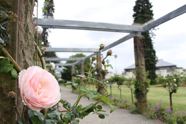 Rose Garden & Pavilion - Royal Botanic Garden Sydney (24/10/2014)