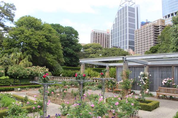 Rose Garden & Pavilion - Royal Botanic Garden Sydney (24/10/2014)