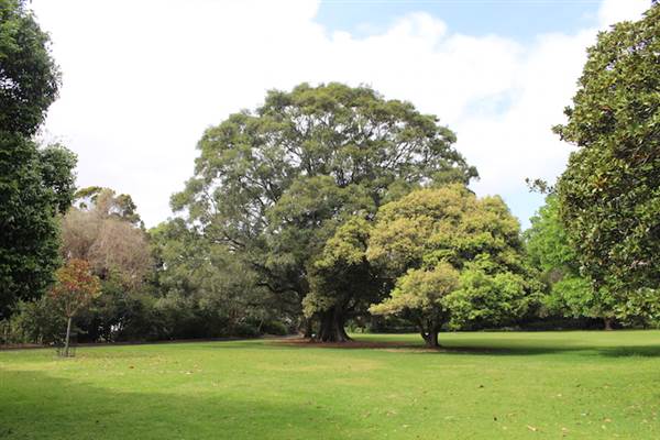 Rose Garden & Pavilion - Royal Botanic Garden Sydney (24/10/2014)