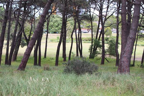 Centennial Park - Ash Paddock (24/10/2014)