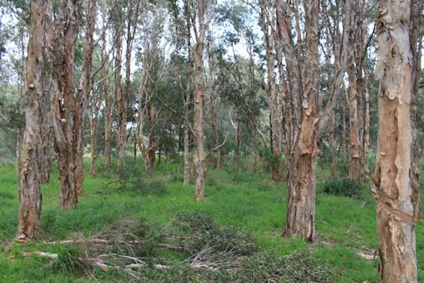 Centennial Park - Ash Paddock (24/10/2014)