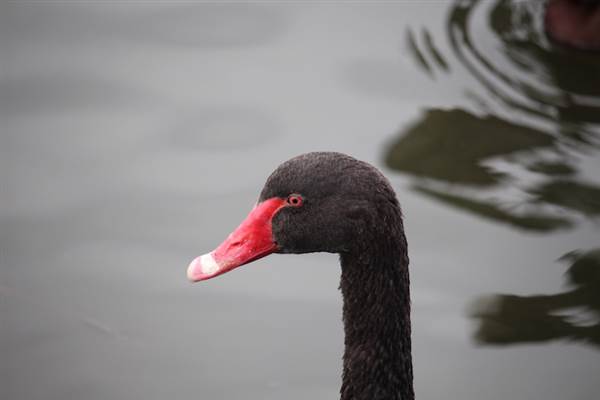 Centennial Park - Duck Pond (24/10/2014)