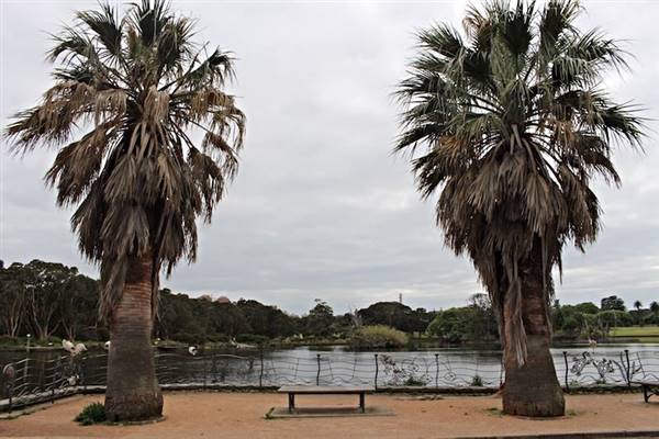 Centennial Park - Duck Pond (24/10/2014)