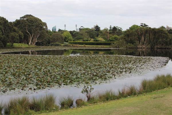 Centennial Park - Lachlan Reserve (24/10/2014)