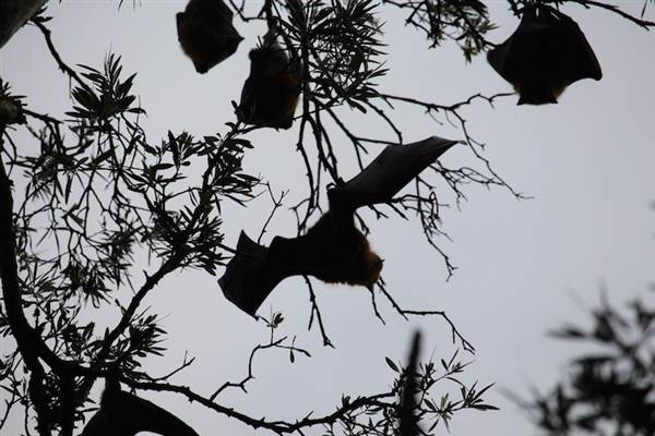 Centennial Park - Lachlan Swamp (24/10/2014)