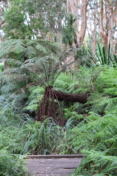 Centennial Park - Lachlan Swamp (24/10/2014)