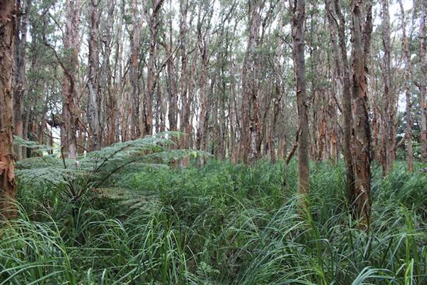 Centennial Park - Lachlan Swamp (24/10/2014)
