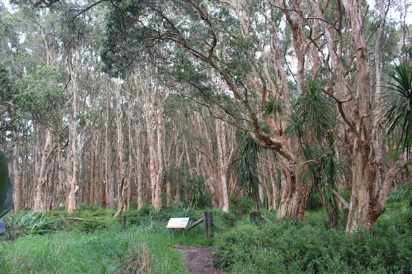 Centennial Park - Lachlan Swamp (24/10/2014)