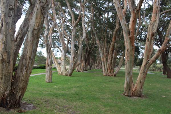 Centennial Park - Lachlan Swamp (24/10/2014)