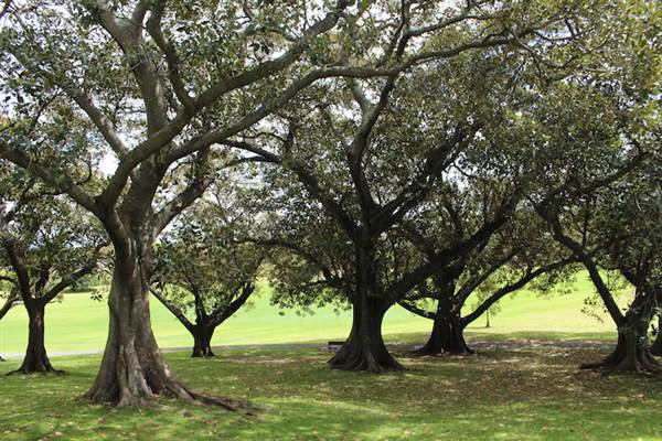Centennial Park - Mount Steel (24/10/2014)