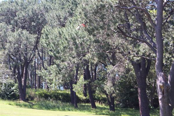 Centennial Park - Parade Grounds (24/10/2014)