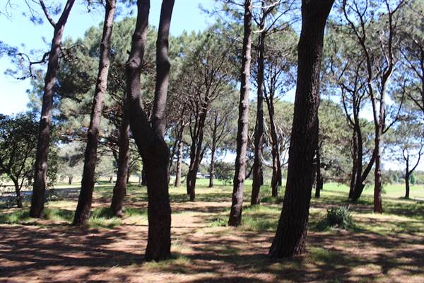 Centennial Park - Pine Grove (24/10/2014)