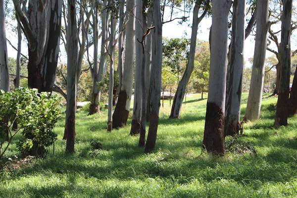 Centennial Park - Sandstone Ridge (24/10/2014)