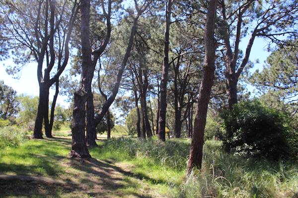 Centennial Park - Sandstone Ridge (24/10/2014)