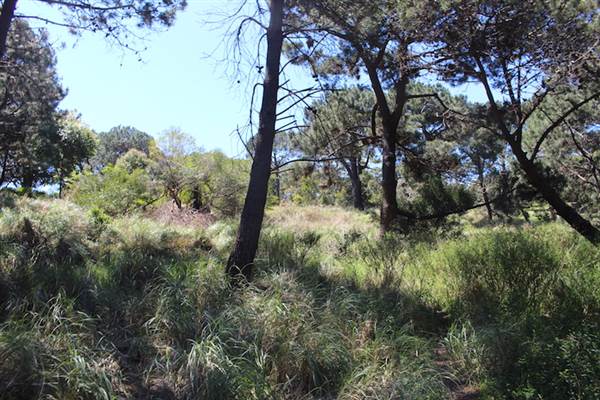 Centennial Park - Sandstone Ridge (24/10/2014)