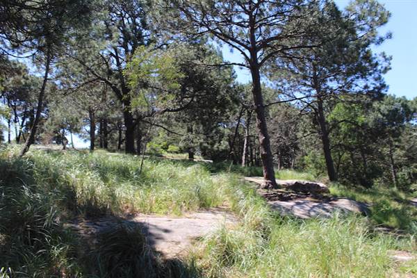 Centennial Park - Sandstone Ridge (24/10/2014)