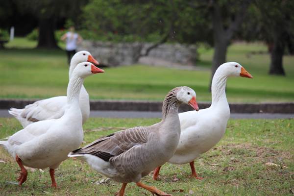 Centennial Park - Frog Hollow (24/10/2014)