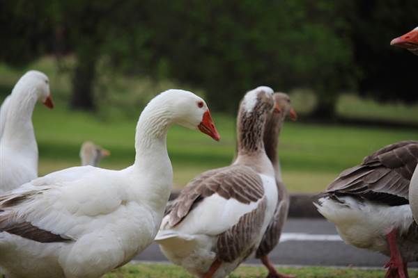 Centennial Park - Frog Hollow (24/10/2014)