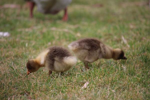 Centennial Park - Frog Hollow (24/10/2014)