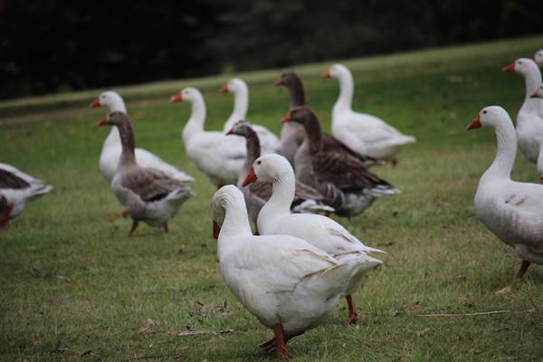 Centennial Park - Frog Hollow (24/10/2014)
