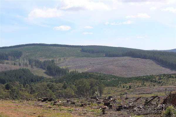 Jenolan State Forest - Logged Area (16/03/2015 - Credits: Jeremy Peek)