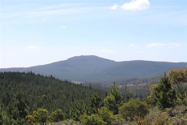 Jenolan State Forest - Logged Area (16/03/2015 - Credits: Jeremy Peek)