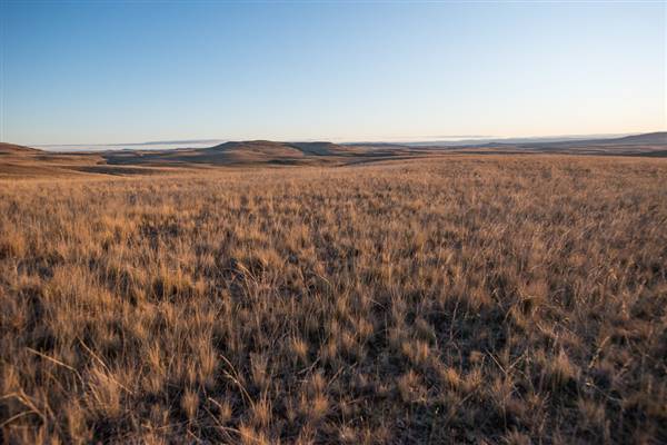 Monaro Plains (20/06/2015 - Credits: Colin McDougall)
