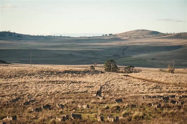 Monaro Plains (20/06/2015 - Credits: Colin McDougall)
