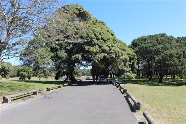 Centennial Park - Loch Ave South (24/10/2014)