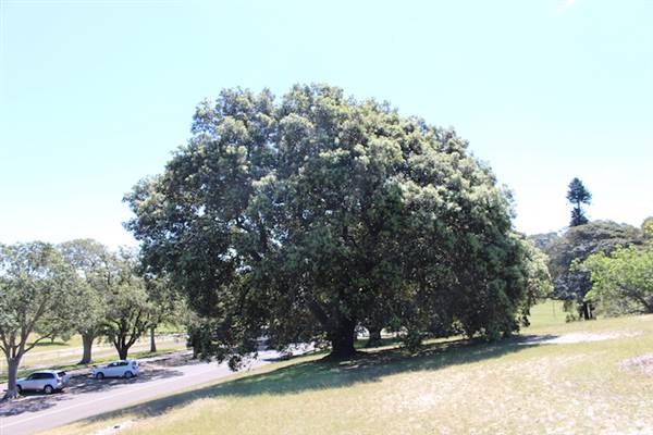 Centennial Park - Loch Ave South (24/10/2014)
