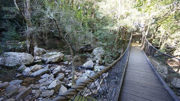 Minnamurra Rainforest Walk - Budderoo National Park (2/07/2016 - Credits: Mary Barltrop)
