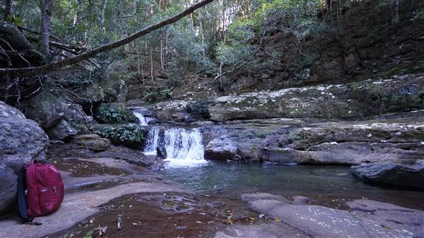 Minnamurra Rainforest Walk - Budderoo National Park (2/07/2016 - Credits: Mary Barltrop)