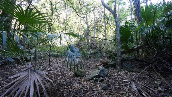 Minnamurra Rainforest Walk - Budderoo National Park (2/07/2016 - Credits: Mary Barltrop)