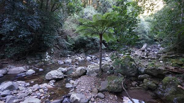 Minnamurra Rainforest Walk - Budderoo National Park (2/07/2016 - Credits: Mary Barltrop)