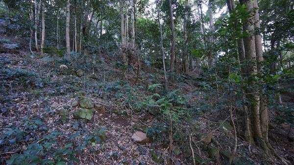 Minnamurra Rainforest Walk - Budderoo National Park (2/07/2016 - Credits: Mary Barltrop)