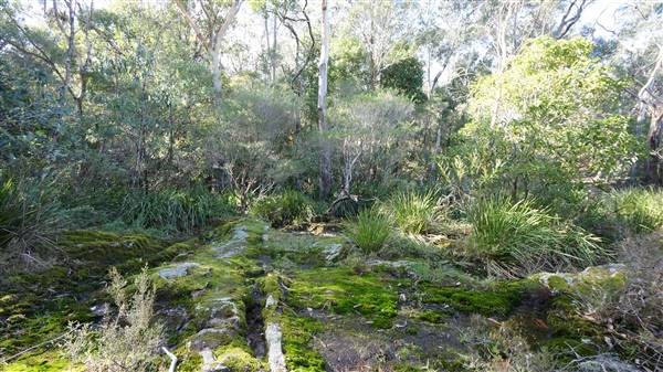 Fitzroy Falls & Twin Falls - Morton National Park (4/07/2016 - Credits: Mary Barltrop)
