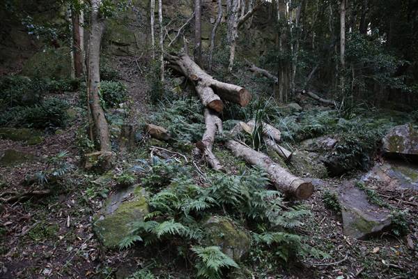 Mount Keira Scout Camp File 1 (5/07/2016)