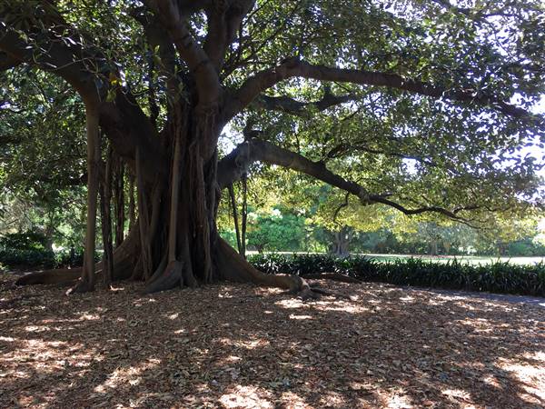 The Calyx - Royal Botanic Garden Sydney (11/11/2016)