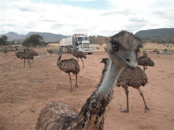 Emu Logic (17/01/2017)