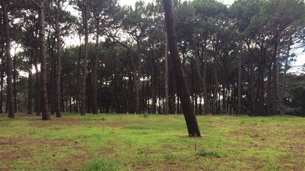 Centennial Park - Pine Grove (30/04/2017 - Credits: Shannon Wheeler)