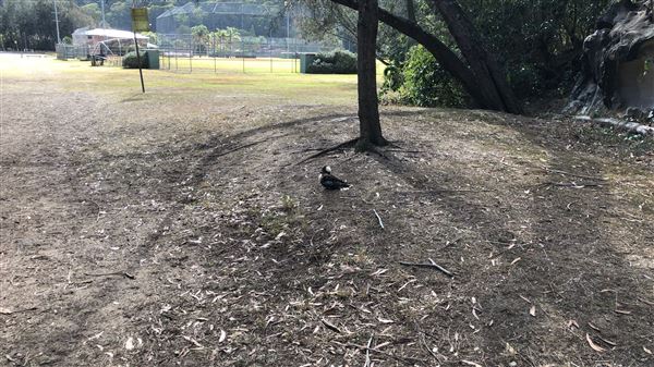 Bonnet Bay - Burnum Burnum Sanctuary & Tom Evans Field (23/05/2018 - Credits: Shannon Wheeler)