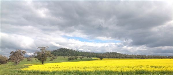 Canola Crops - Liverpool Plains farmland (24/08/2017 - Credits: Liverpool Plains Visitor Information Centre)