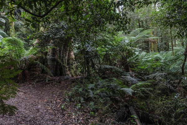 Cathedral of Ferns - Mount Wilson (31/10/2018)