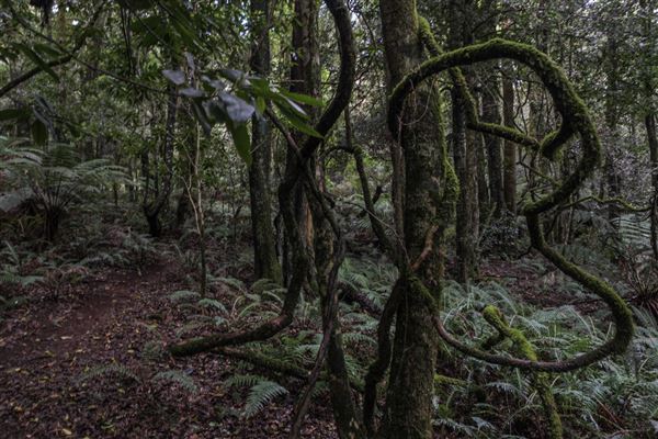 Cathedral of Ferns - Mount Wilson (31/10/2018)