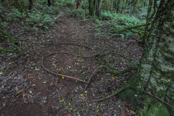 Cathedral of Ferns - Mount Wilson (31/10/2018)