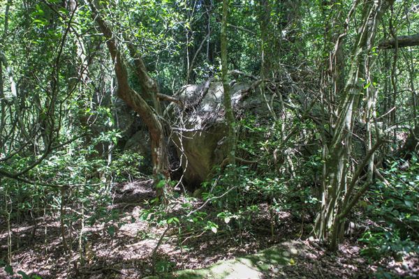 Minnamurra Rainforest Walk - Budderoo National Park (30/10/2018)