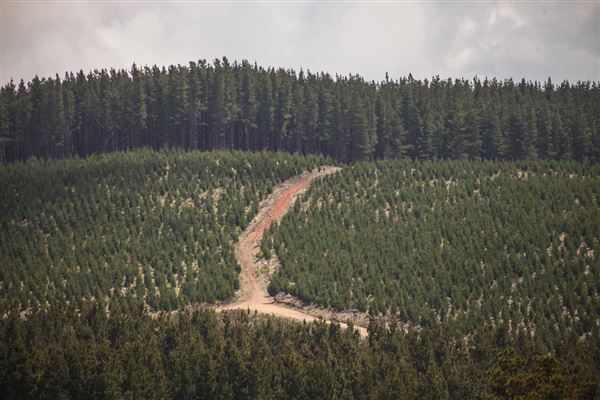 Jenolan State Forest - Logged Area (31/10/2018)