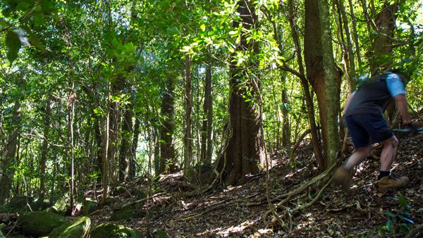 Glengariff Estate Rainforest (15/10/2019 - Credits: Jeremy Peek)