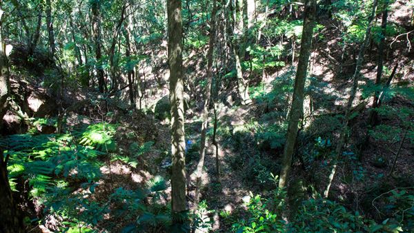 Glengariff Estate Rainforest (15/10/2019 - Credits: Jeremy Peek)